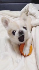 Funny Animals Cute Pets Viral