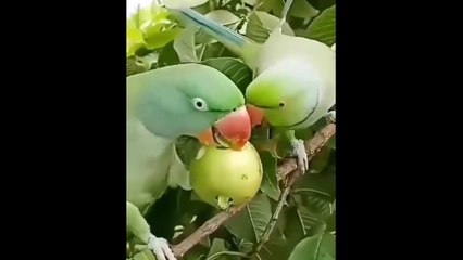 Parrot eating guava