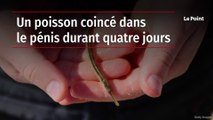 Un poisson coincé dans le pénis durant quatre jours