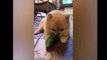 CATS vs CUCUMBERS Compilation  _ Funny dogs and cats videos _ Time for Funny Animals _ Cute Pets