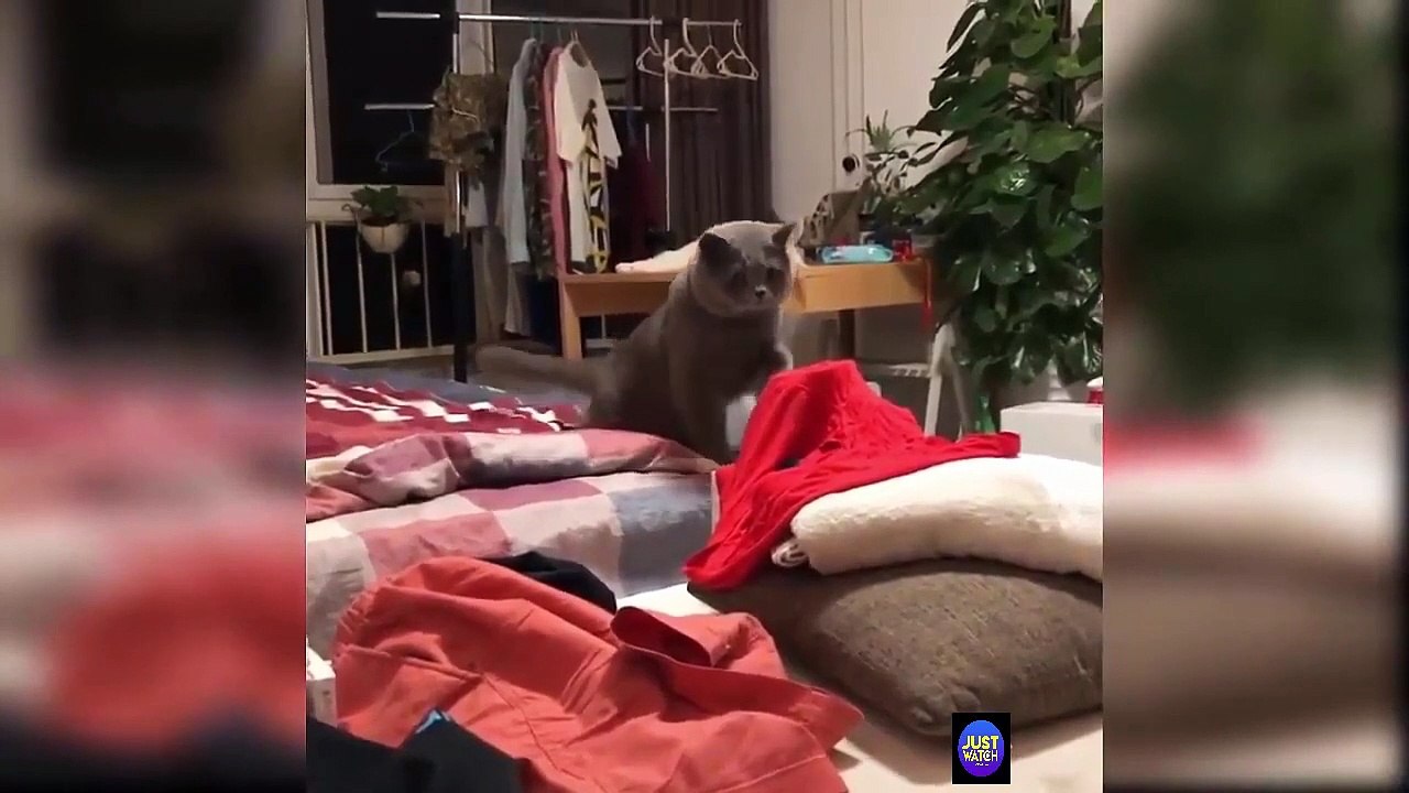 Cute and Funny Cat Videos Compilation