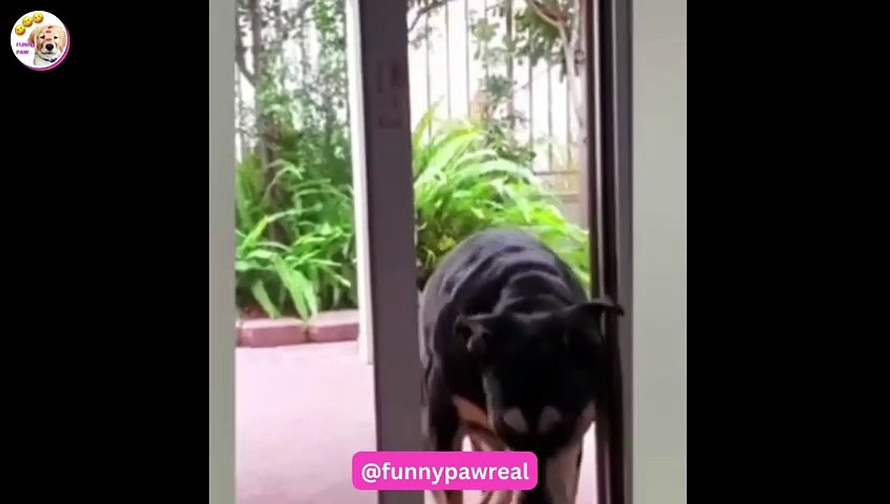 Crazy and funny dogs_ the best of YouTube