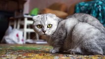 cute cat _ Sevimli Kedi Videoları