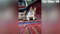 Cute Cats and Funniest Cats Compilation _ Funny Animal Videos 2023