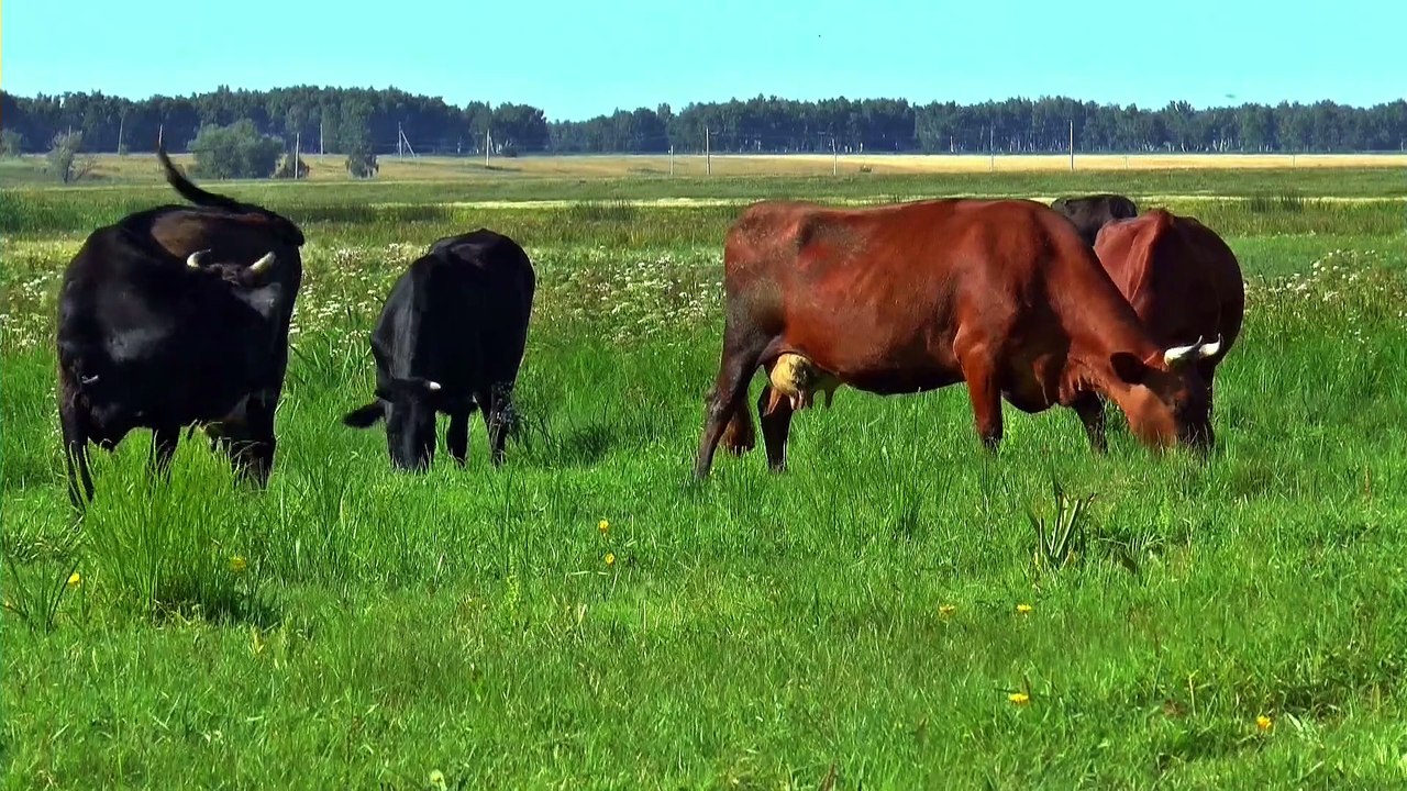herd_of_cows (1080p).mp4