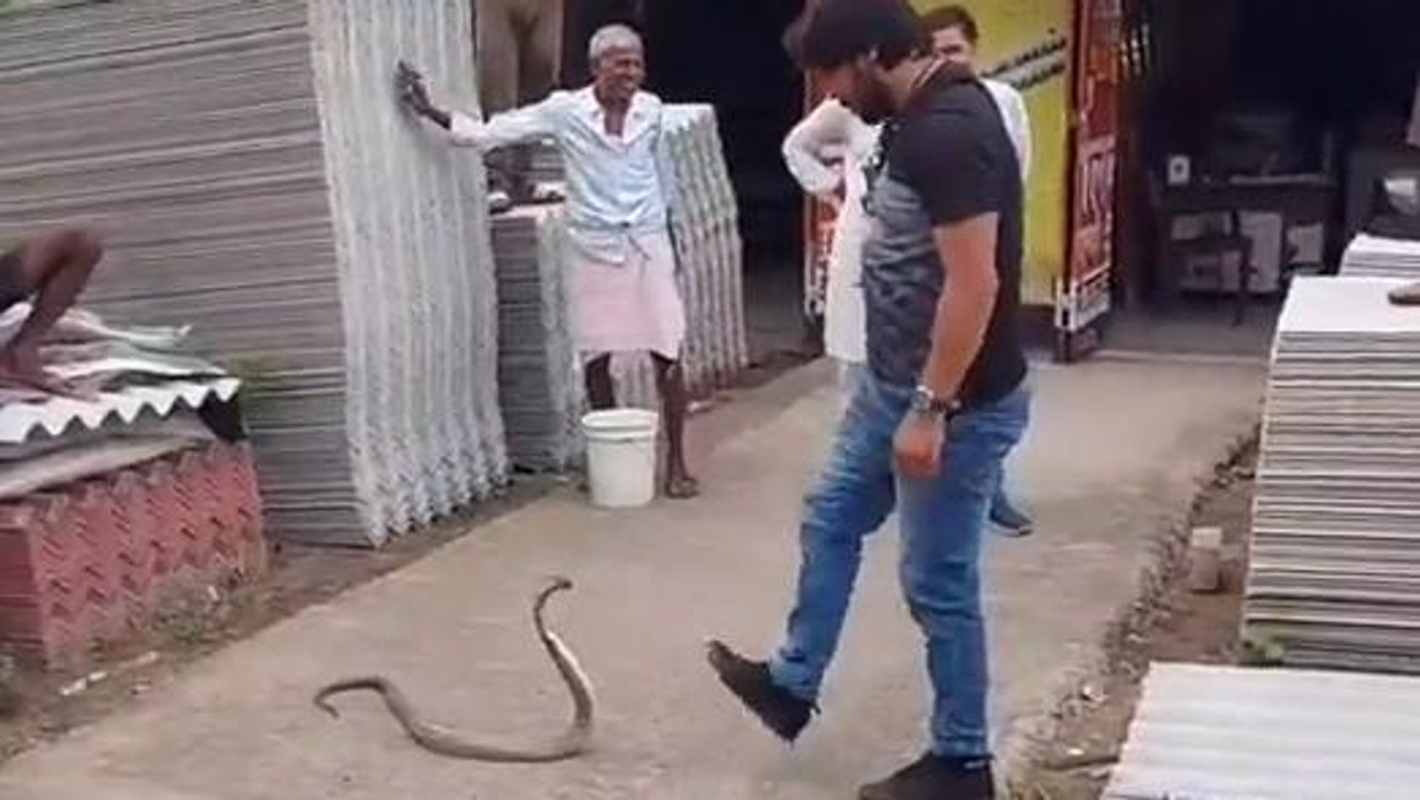 मुंगेर: सीमेंट छड़ दुकान में निकला विषैला सांप, लोगों में मची अफरा-तफरी, देखें वीडियो
