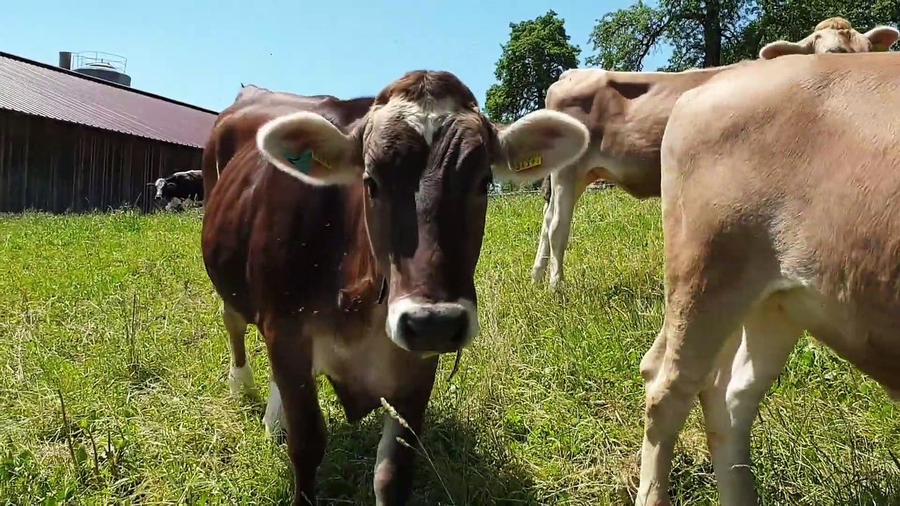 production_id_4455777 (1080p).mp4