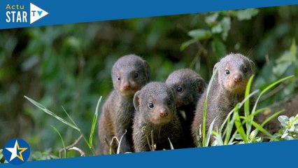 Serengeti, la grande cavalcade des animaux : pourquoi il faut absolument voir ce feuilleton document