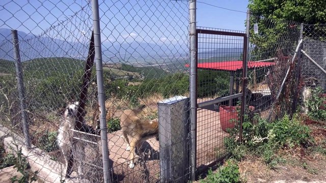 Π. Στασινός: Πολλές οι εγκαταλείψεις αδέσποτων στη Λαμία, στόχος η μείωσή τους