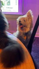 Cute Dog Catches Mouthful of Cat Hair