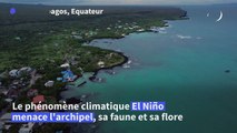 Le retour d'El Niño menace la faune et la flore des îles Galapagos