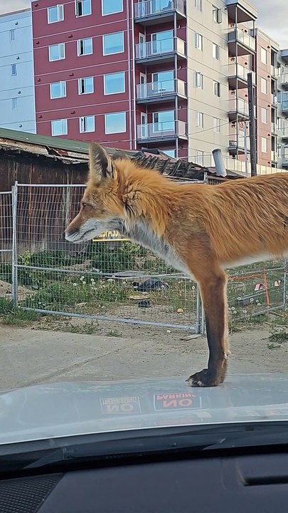 Fox Tries To Hitchhike