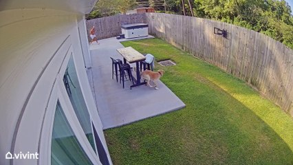 Dog Chases Squirrel Around Yard