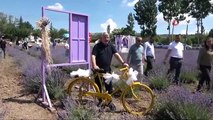 Çorum Belediyesi tarafından oluşturulan lavanta bahçesi açıldı