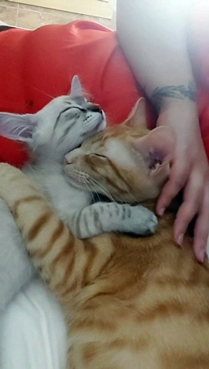 Cats Fall Asleep While Cuddling