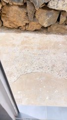 Escaped Robot Vacuum Cleans To Freedom