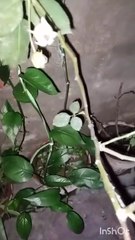 Viral Shorts: Trending Short Videos