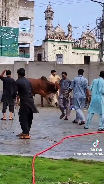 Angry Cow