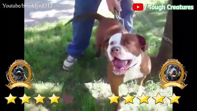 Pitbull VS Rottweiler Real Fight 2021 Rottweiler VS Pitbull Real Fight Tough Creatures