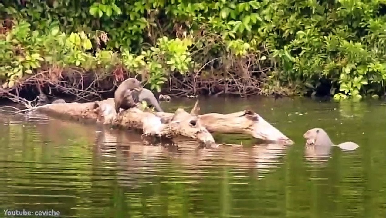 Selbst Jaguare Fürchten Sich Vor Dieser Kreatur!