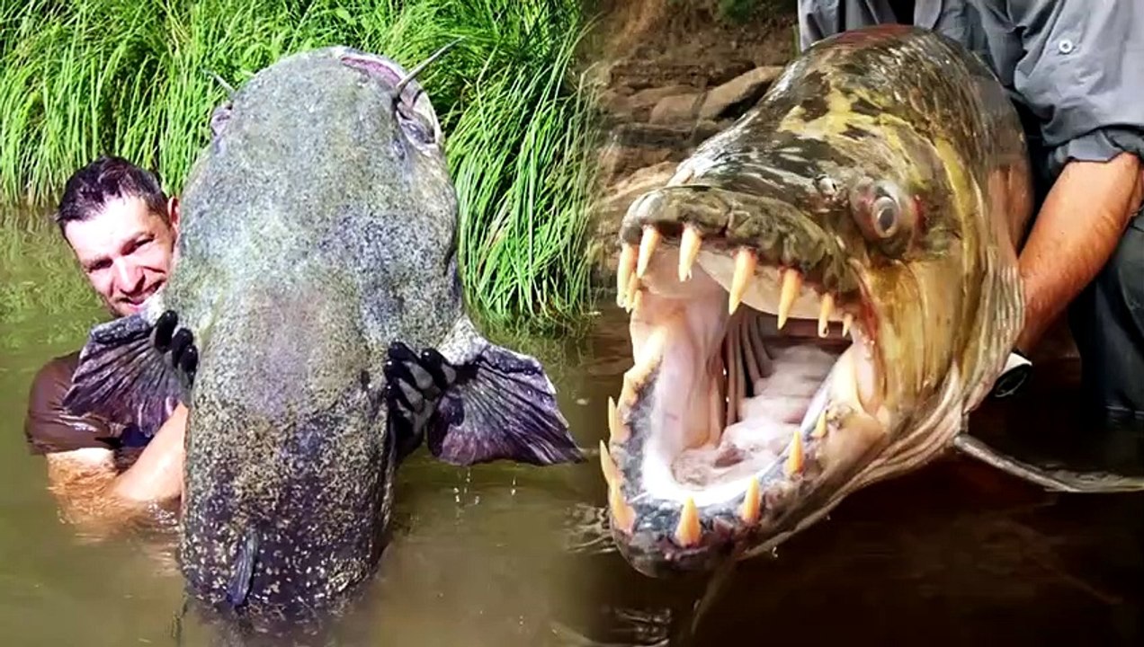 21 Stärkste Süßwassertiere