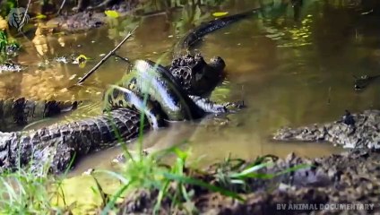 Extreme fight Crocodile vs Snake, Wild Animals Attack (3)