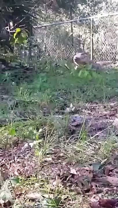 Krokodile Können Galoppieren!