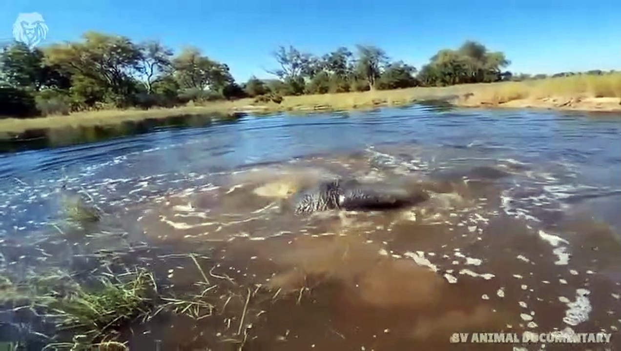 Extreme fight Leopard Vs Crocodile, Wild Animals Attack (3)