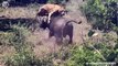 Angry Wildebeest attacks Lion very hard, Wild Animals Attacks (2)