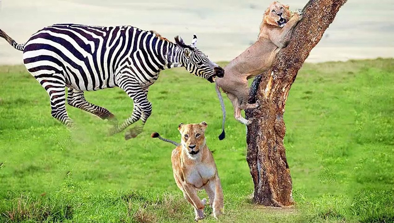 Extreme fight Zebra vs Lion to save her baby, Wild Animals Attack (3)