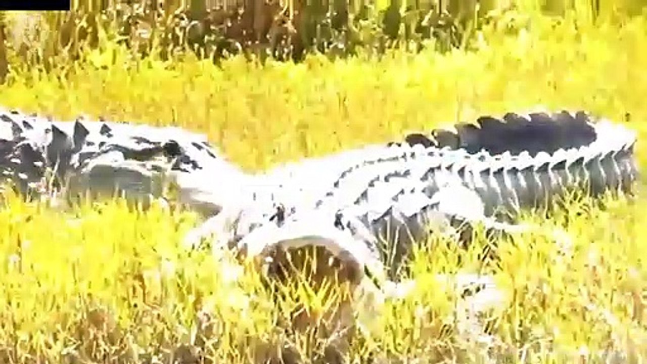 Cheetah helpless when Crocodile attack and steal its food, Wild Animals Attack (3)