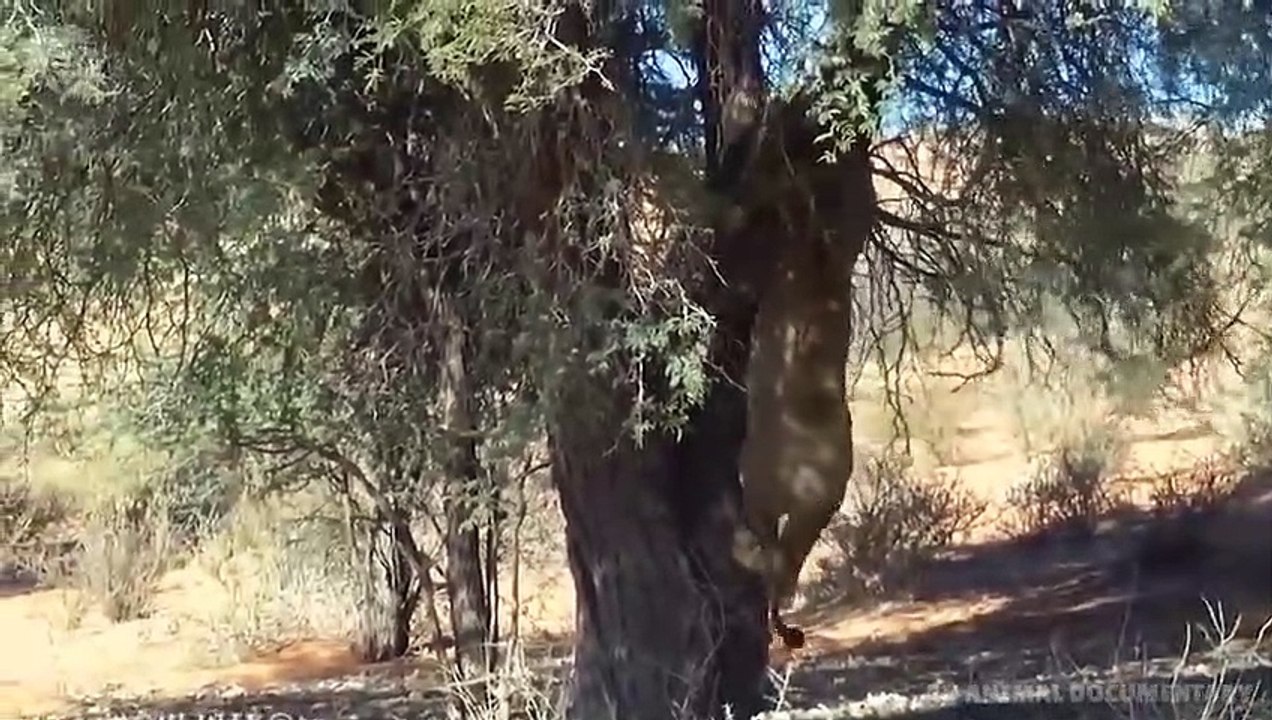 Lion chases Leopard up the tree, Wild Animals Attack (2)