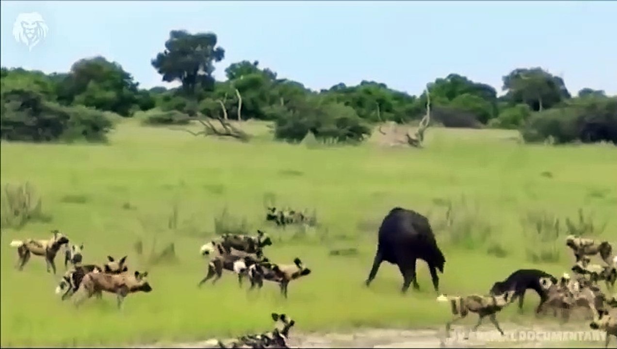Mother Ostrich attacks Cheetah very hard to save her baby, Wild Animals Attack (3)