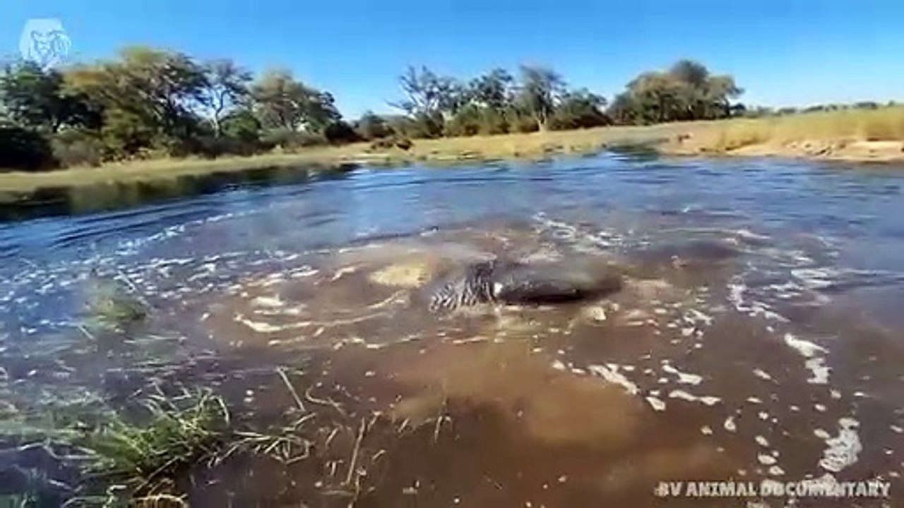 Extreme fight Leopard Vs Crocodile, Wild Animals Attack