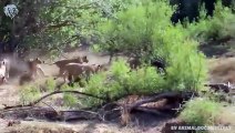 Extreme fights Elephant vs Lion to save buffalo, Wild Animals Attack (2)