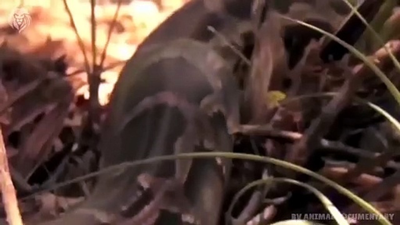 Extreme fight Big Leopard vs Lion, Wild Animals Attack