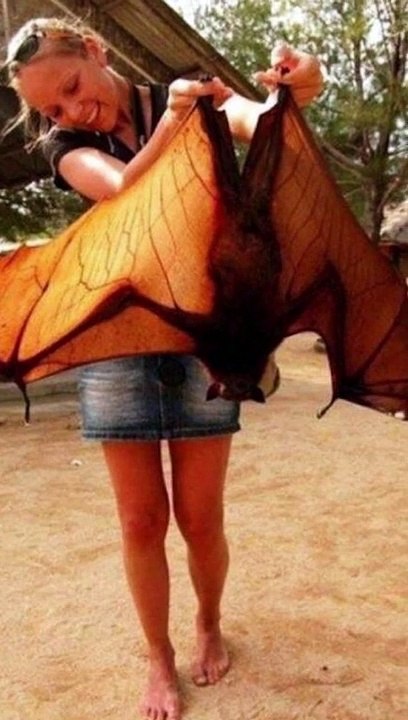 Tiere Die Einfach Viel Zu Groß Sind 3