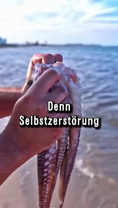 Tiere Die Sich Selber Beenden Können - Oktopus