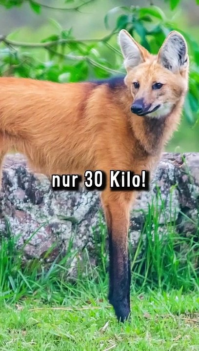 Geisterhafter Fuchs Wolf der Eigentlich Ein Wildhund ist - Mähnenwolf