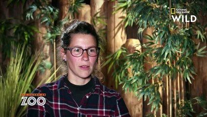 Pucer et déterminer le sexe d'un loutron d'Asie   UNE SAISON AU ZOO