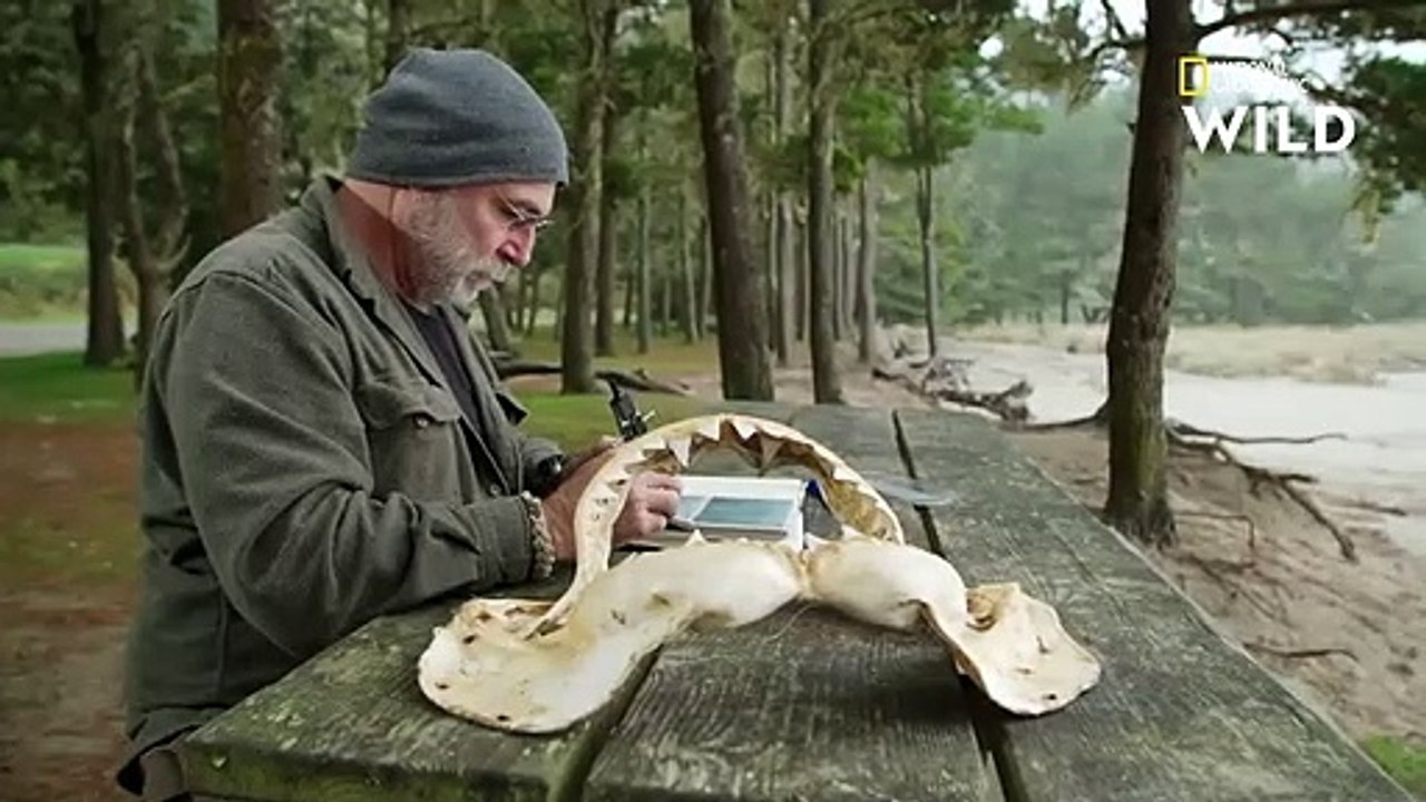 Explications scientifiques sur les attaques de grands requins blancs   SHARKS ATTACK !