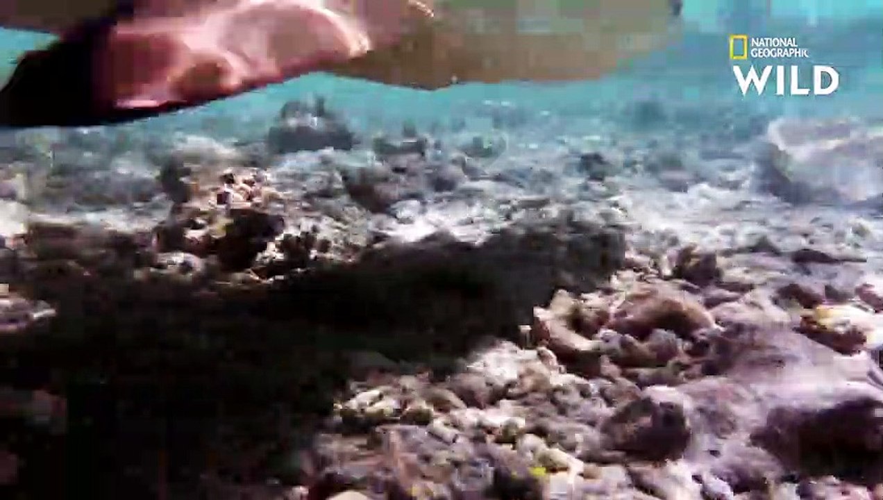 Le requin bordé fait partie d'une colonie de requins   SHARKS ATTACK !