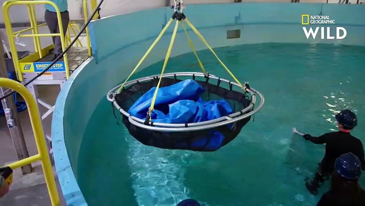 Auscultation d'un requin à pointes noires   AU...