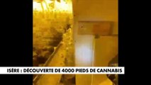 Isère : découverte de 4000 pieds de cannabis