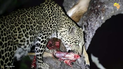 Leopard hunts and eats a IMPALA