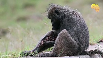 NEVER SEEN BEFORE! Baboon EATS his own leg...