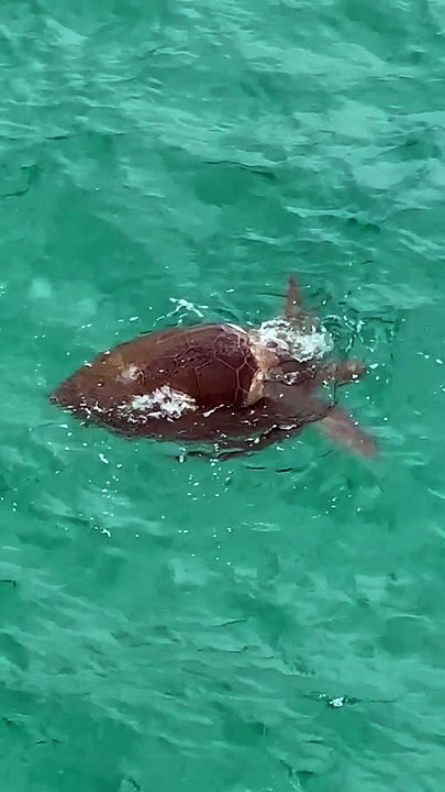 Sea Turtles Mating