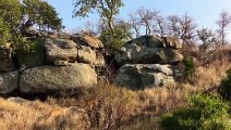 The Real Pride Rock!!! 7 Cubs very excited when the lionesses return from a Hunt Turn up Volume