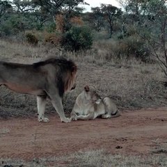 True love between Lions #Shorts