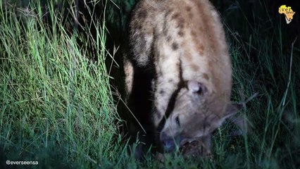 Hyena crushes TORTOISE